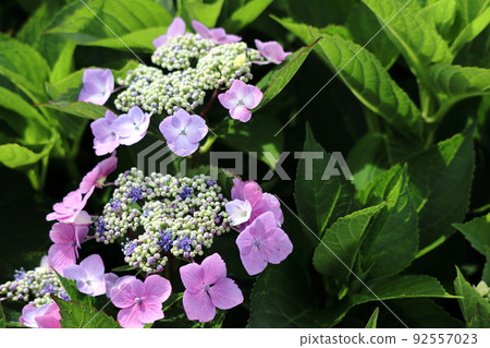 繡球花 繡球花 92557023