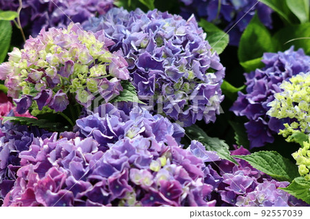 Hydrangea 92557039