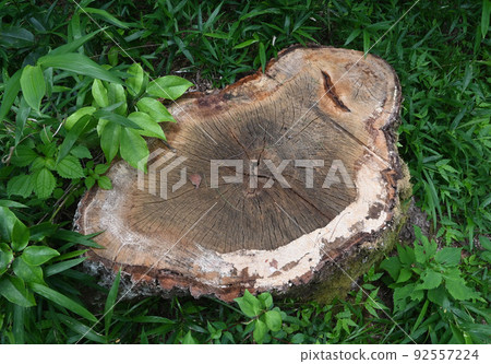 樹墩 92557224