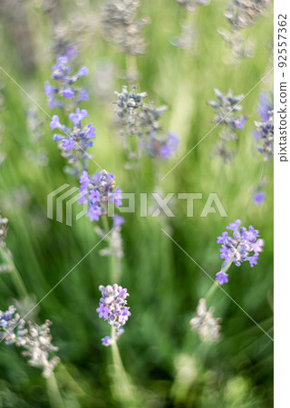 Atmospheric background with natural lavender flower details 92557362