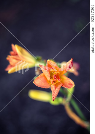 Atmospheric dark violet background with natural daylily flower details 92557363