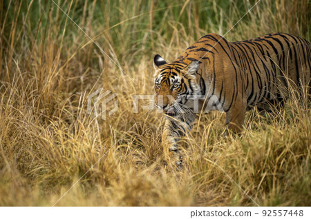 Wild bengal female tiger or tigress closeup in prowl and natural scenic background at ranthambore national park or tiger reserve rajasthan india asia - panthera tigris tigris 92557448
