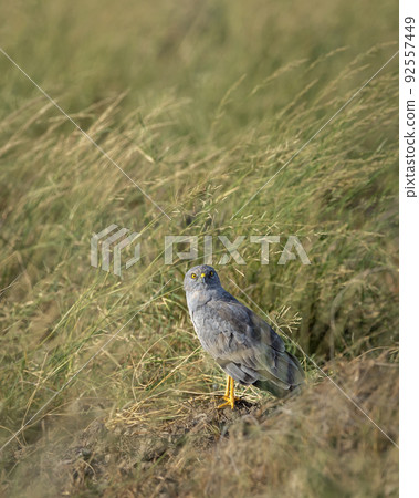 Montagu harrier male or Circus pygargus bird ground perched with eye contact in natural green grass or meadow during winter migration at tal chhapar sanctuary churu rajasthan india asia 92557449