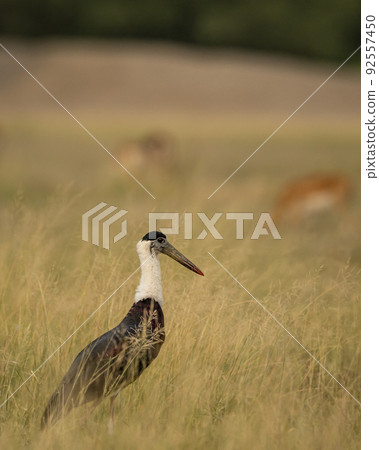 woolly necked stork or whitenecked stork bird closup or portrait in natural scenic grassland of tal chhapar sanctuary rajasthan india asia - Ciconia episcopus 92557450