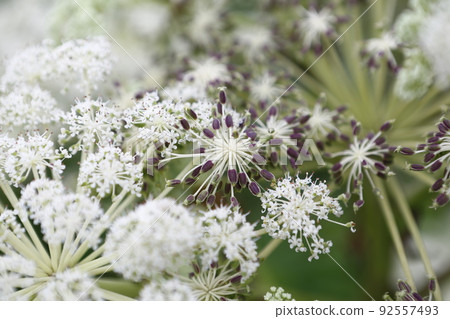 Flowers 92557493