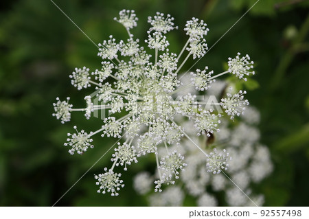 Flowers Flowers 92557498