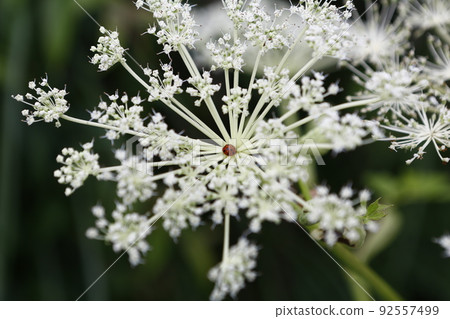 花 92557499