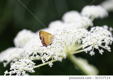 Flowers 92557514