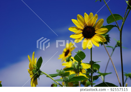 Sunflower in Yamashita Park Sunflower in Yamashita Park 92557515