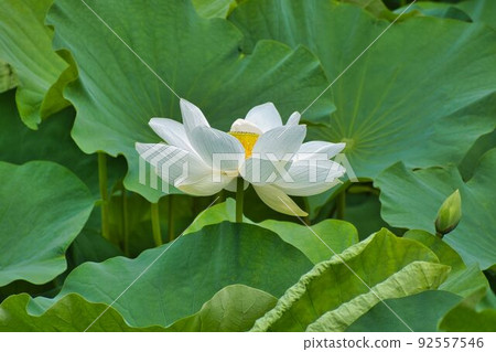 白蓮在荷塘邊綻放 92557546