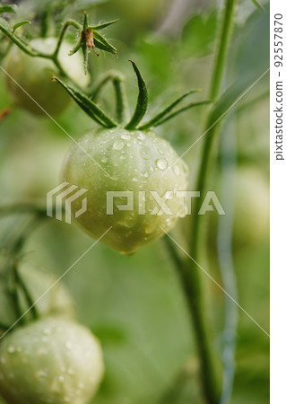 tomato vine plants growing in the garden 92557870