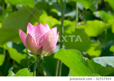 Oga蓮花 Oga蓮花 92557954