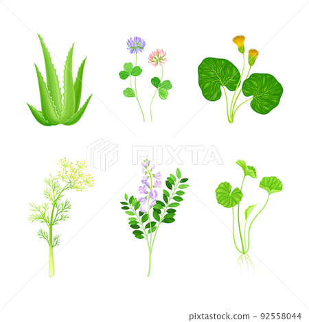 Set of blooming medicinal herbs and wild flowers. Alfalfa, clover, mother and stepmother, dill healing plants vector illustration 92558044
