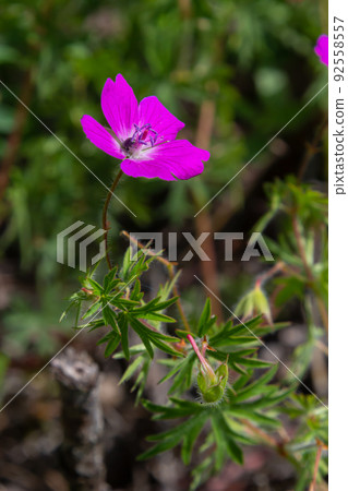Purple flowers of Wild Geranium maculatum close up. Spring nature, spring garden. Geranium maculatum, the wild geranium is a perennial plant native to woodland 92558557