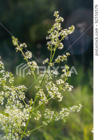 Galium mollugo is a herbaceous annual plant of the family Rubiaceae. It shares the name hedge bedstraw with the related European species, Galium Galium mollugo is a herbaceous annual plant of the family Rubiaceae. It shares the name hedge bedstraw with the related European species, Galium 92558576
