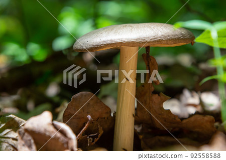 Small mushroom Psathyrella spadiceogrisea in the dry autumn forest Small mushroom Psathyrella spadiceogrisea in the dry autumn forest 92558588