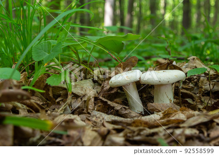 Lactarius piperatus or Peppery milkcap, widespread and popular edible mushroom, well known for its peppery, white milk 92558599