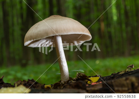 Volvariella gloiocephala is alsno known as big sheath mushroom, rose-gilled grisette or stubble rosegill 92558638