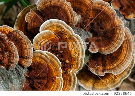 Anise mazegill, a brown rot fungus, Gloeophyllum odoratum 92558645