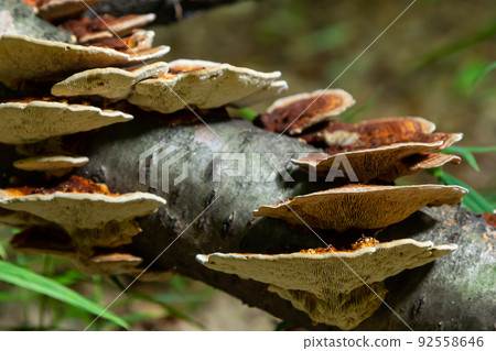 Anise mazegill, a brown rot fungus, Gloeophyllum odoratum 92558646