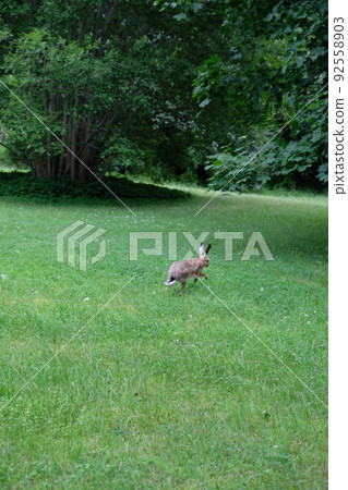 Rabbit running in the woods 92558903