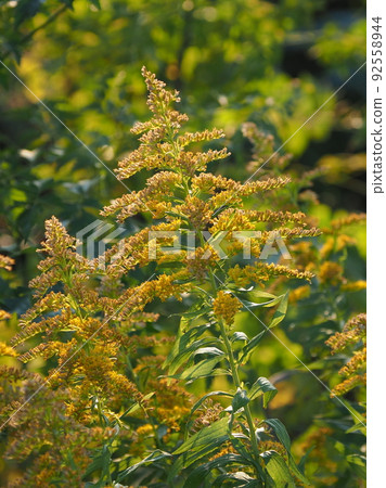 Weeds (Solidago altissima) 92558944
