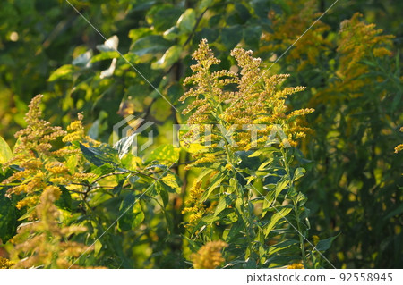 Weeds (Solidago altissima) 92558945
