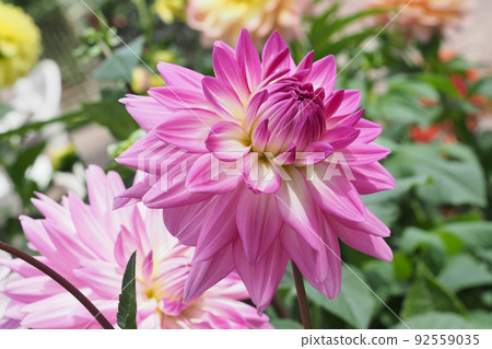 Dahlia Dahlia 92559035