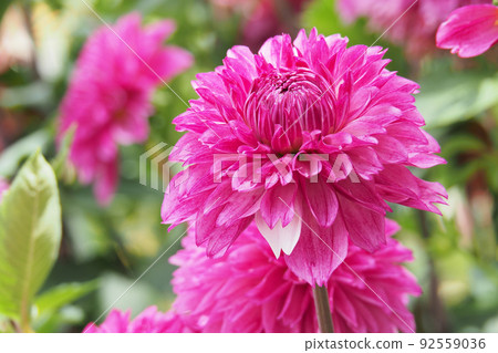 Dahlia 92559036