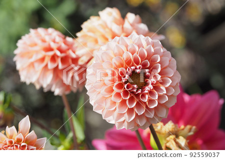 Dahlia 92559037