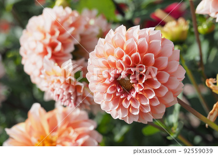 Dahlia Dahlia 92559039