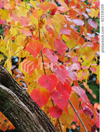 Autumn leaves (Nankin Haze) Autumn leaves (Nankin Haze) 92559109