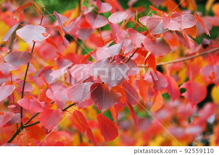 Autumn leaves (Nankin Haze) Autumn leaves (Nankin Haze) 92559110