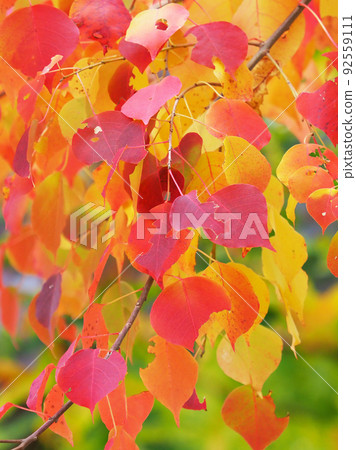 Autumn leaves (Nankin Haze) Autumn leaves (Nankin Haze) 92559111