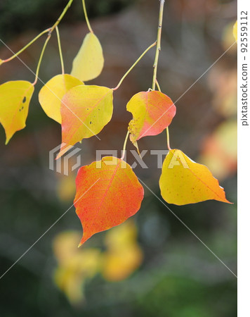 Autumn leaves (Nankin Haze) Autumn leaves (Nankin Haze) 92559112