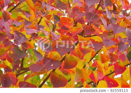 Autumn leaves (Nankin Haze) Autumn leaves (Nankin Haze) 92559113