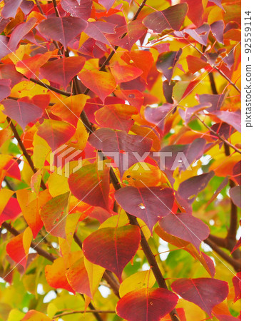 Autumn leaves (Nankin Haze) Autumn leaves (Nankin Haze) 92559114