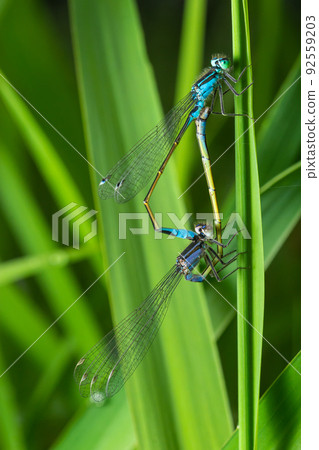 Two dragonflies Zygoptera mate, Odonata is an order of carnivorous insects, encompassing the dragonflies, Anisoptera, and the damselflies, Zygoptera Two dragonflies Zygoptera mate, Odonata is an order of carnivorous insects, encompassing the dragonflies, Anisoptera, and the damselflies, Zygoptera 92559203