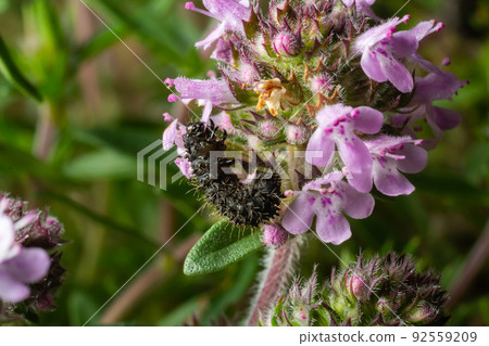 Vanessa Atalanta caterpillar on a thyme flower, in the natural environment 92559209
