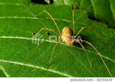 spider Opiliones on a leaf in detail. summer day in the forest spider Opiliones on a leaf in detail. summer day in the forest 92559210