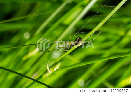 Closeup of the spider Enoplognatha ovata or the similar Enoplognatha latimana, family Theridiidae. On the underside of a leaf of common ragwort Jacobaea vulgaris. July 92559217