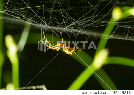 Closeup of the spider Enoplognatha ovata or the similar Enoplognatha latimana, family Theridiidae. On the underside of a leaf of common ragwort Jacobaea vulgaris. July 92559218
