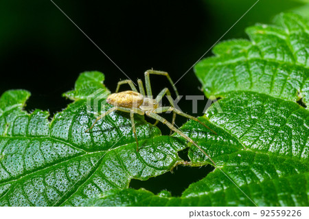 Spider Misumena vatia goldenrod crab spider or flower is a species of crab spider with holarctic distribution, belongs to the family Thomisidae Spider Misumena vatia goldenrod crab spider or flower is a species of crab spider with holarctic distribution, belongs to the family Thomisidae 92559226