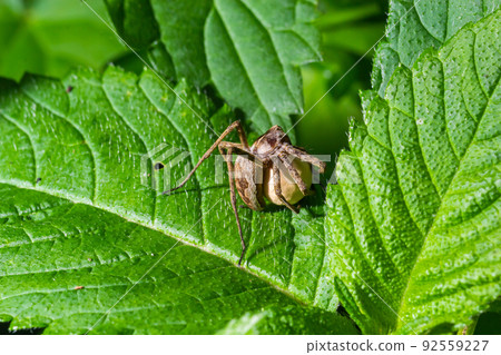 A nursery web spider Pisaura mirabilis seen carrying her egg sac in July 92559227