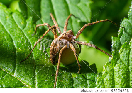 A nursery web spider Pisaura mirabilis seen carrying her egg sac in July 92559228