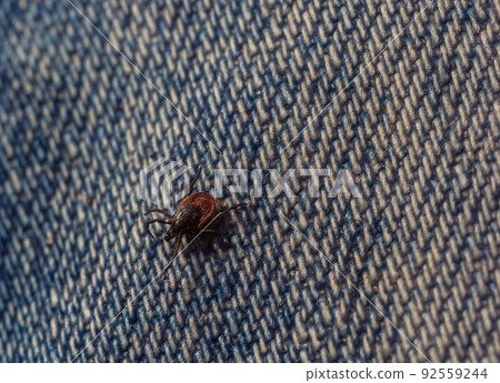 The parasite mite sits on a persons skin. infection carrier. Ixodes ricinus 92559244