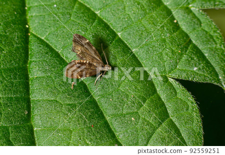 Close-up of the a small moth, the common Nettle-tap Anthophila fabriciana 92559251