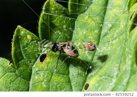 Meshweaver of the Family Dictynidae preying a Long-legged Fly of the Family Dolichopodidae 92559252