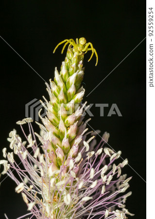 Spider Misumena vatia goldenrod crab spider or flower is a species of crab spider with holarctic distribution, belongs to the family Thomisidae Spider Misumena vatia goldenrod crab spider or flower is a species of crab spider with holarctic distribution, belongs to the family Thomisidae 92559254