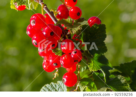 branch of ripe red currant in a garden on green background branch of ripe red currant in a garden on green background 92559256